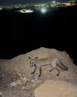 Κάτοικος ταΐζει πεινασμένη αλεπού στην καμμένη περιοχή της Παλαγίας (video)